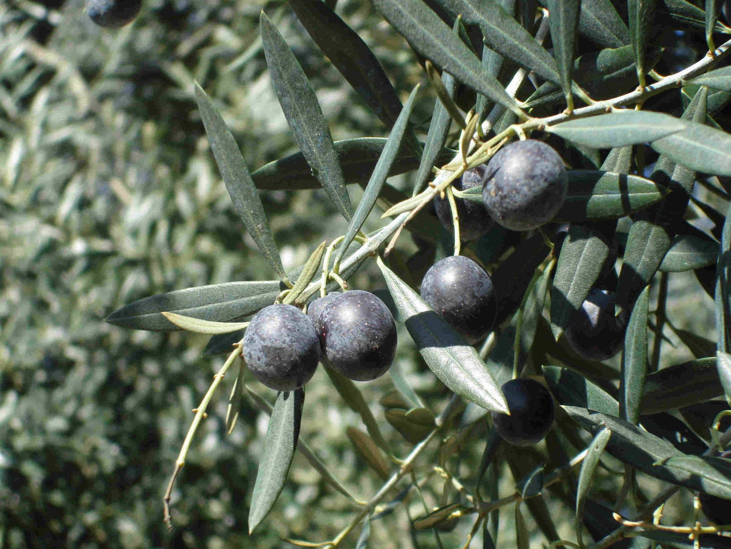 I luoghi delle olive